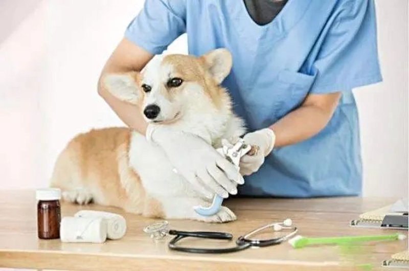 动物健康管理